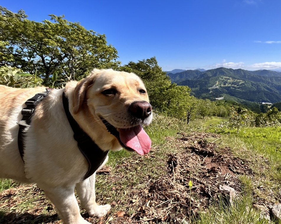 愛犬テツどこへ行くにも一緒